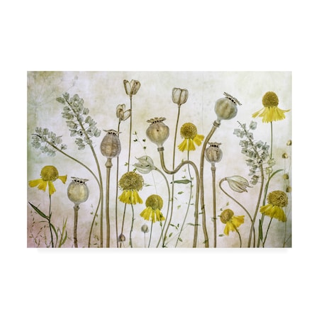 Mandy Disher 'Poppies And Helenium' Canvas Art,16x24